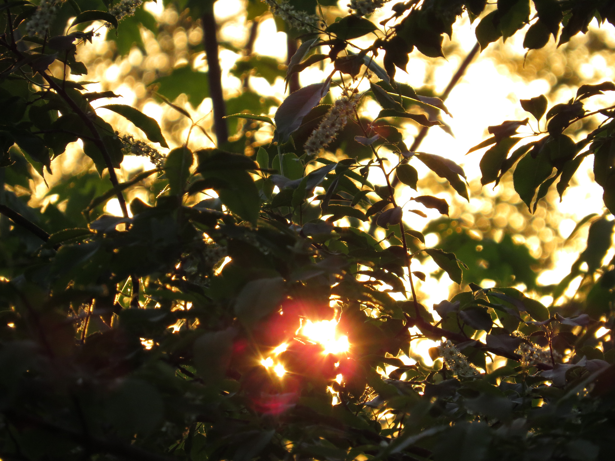 sun shining through tree leaves